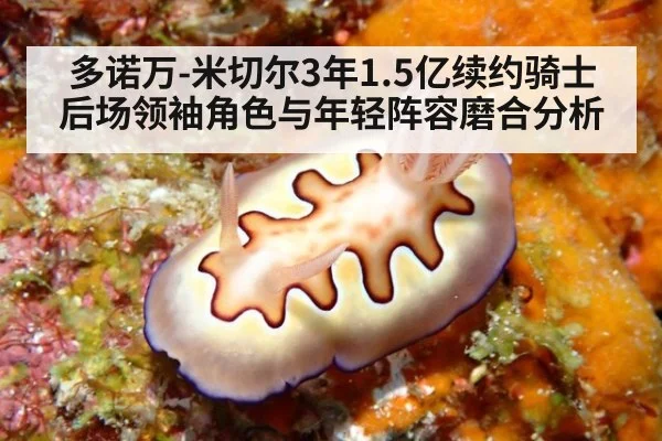 多诺万-米切尔3年1.5亿续约骑士 后场领袖角色与年轻阵容磨合分析 | jiuyou